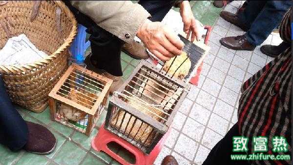 街头”神鸡妙算“骗局揭秘