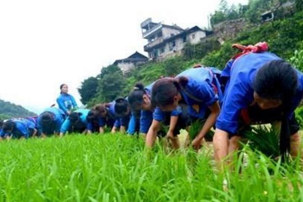 芒种节气是什么时候（几月） 芒种有哪些习俗