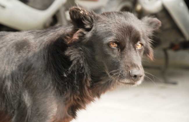 狂犬病能治好吗