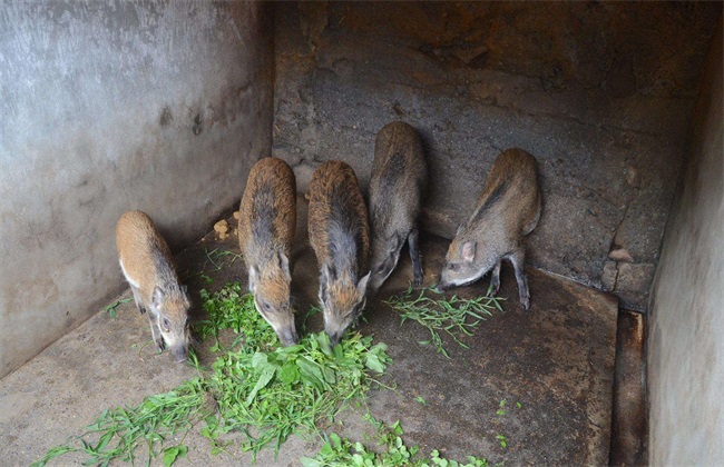 特种野猪 养殖 管理要求