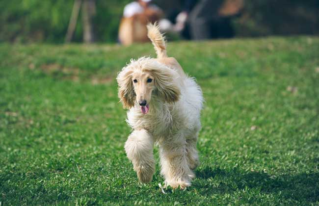 阿富汗猎犬智商高吗