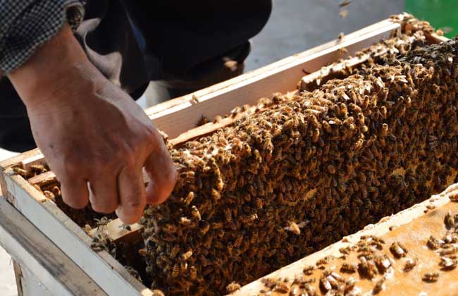 蜜蜂的群体生物学特性