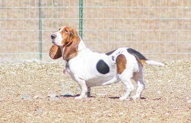 巴吉度猎犬好养吗