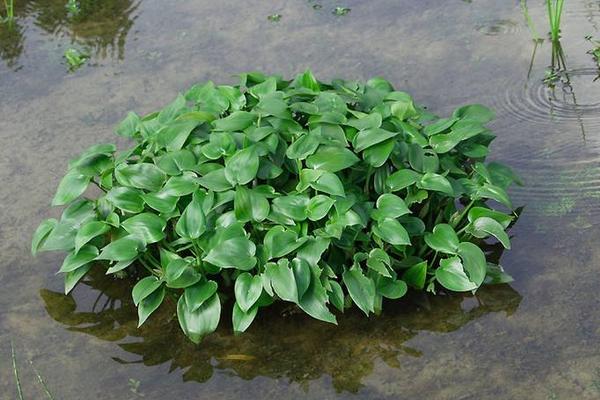 恶草酮除草剂使用范围