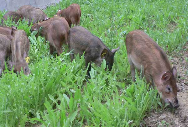 野公猪繁殖力低的原因