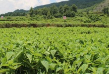 山区适合种植什么药材?千米海拔高山区和低