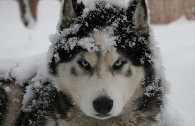 阿拉斯加雪橇犬