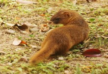 散养鸡如何预防黄鼠狼吃鸡