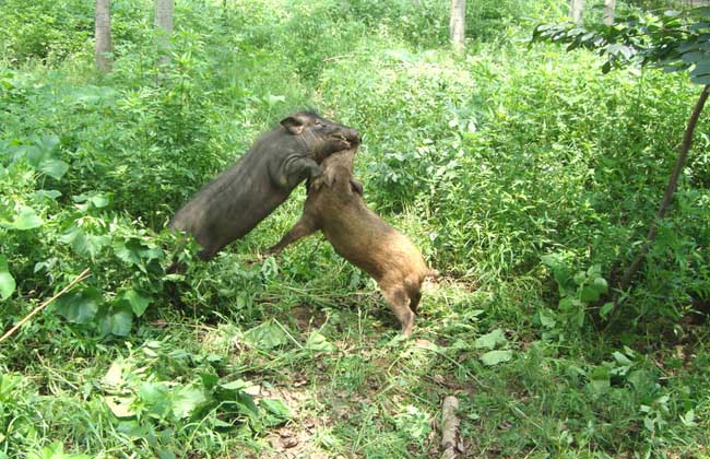 野猪养殖技术