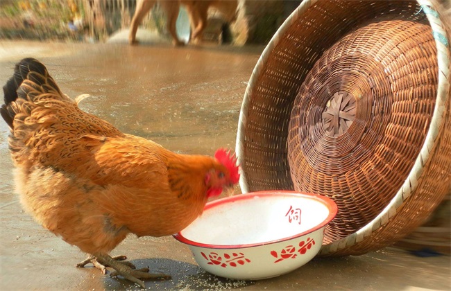 蛋鸡 饲料 注意事项