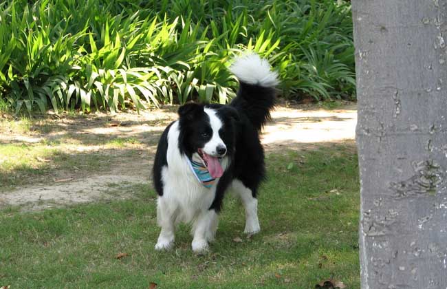 边境牧羊犬性格特点