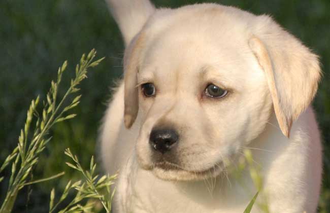 拉布拉多犬狗粮排行榜