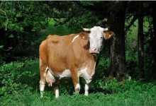母牛流产防治措施
