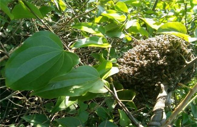 野蜜蜂怎么引诱回家养