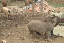 野猪破伤风的治疗方法