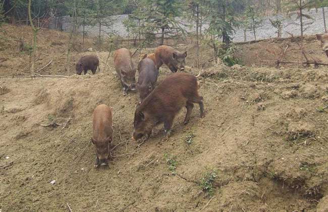 野公猪繁殖力低的原因