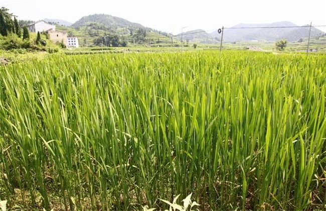 茭白 黄鳝 套养技术