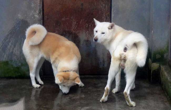 秋田犬性格