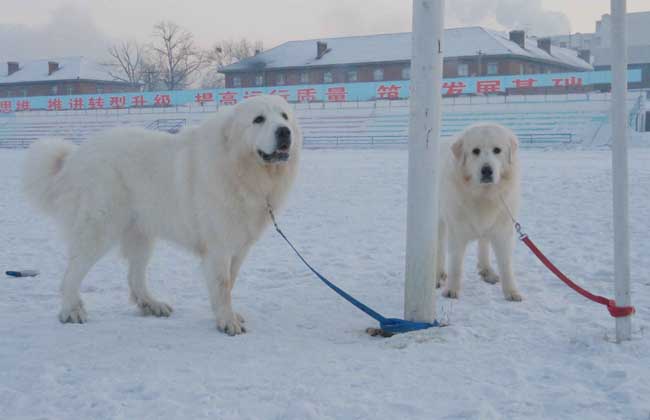 大白熊犬怎么养