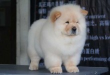 松狮犬吃什么狗粮好?