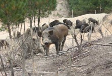 野猪养殖场圈舍建造方法