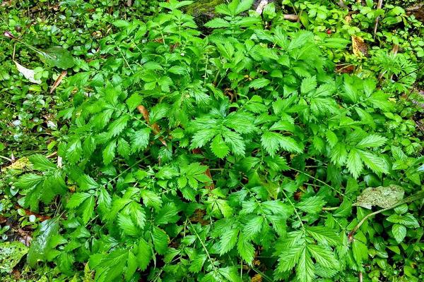 预测2019年草药种植什么最赚钱