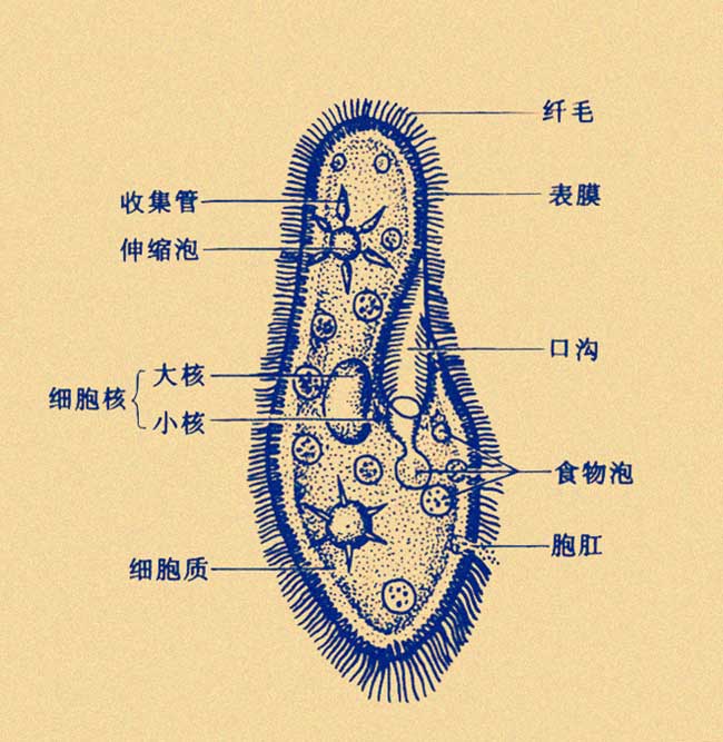 草履虫的显微结构图图片
