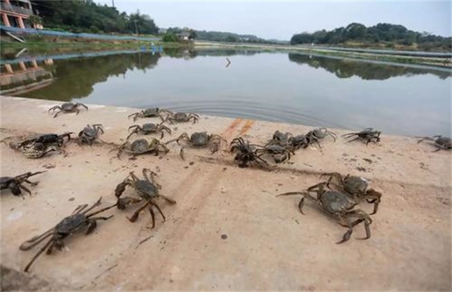 河蟹上岸原因及解决方法