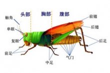 蝗虫的呼吸器官是什么?