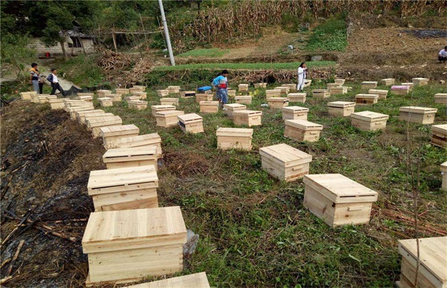 蜜蜂 养殖 方法