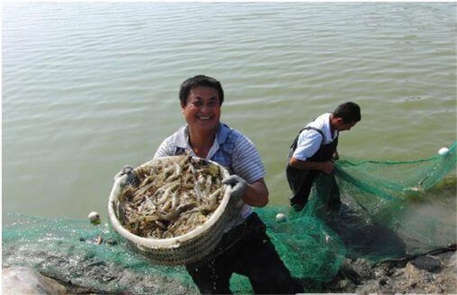 基围虾的饲养管理