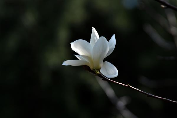 春天有什么花开 春季有哪些花卉植物