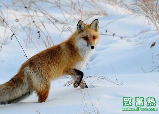 狐狸冬季饲养应该怎么管理