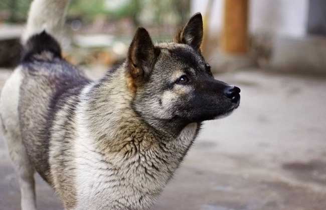 中华田园犬