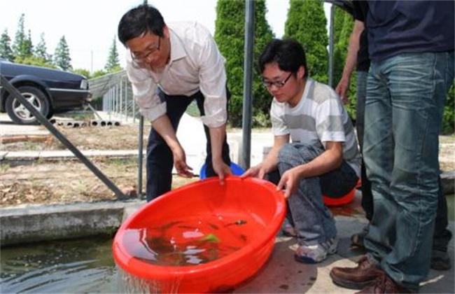 淡水鲈鱼的繁殖技术