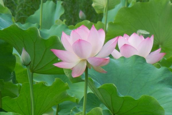 梦见莲花是什么意思 女人梦到莲花盛开有什么预兆