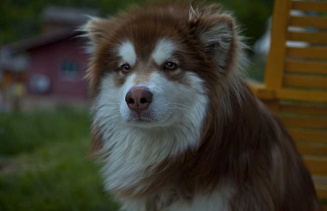 阿拉斯加雪橇犬好养吗