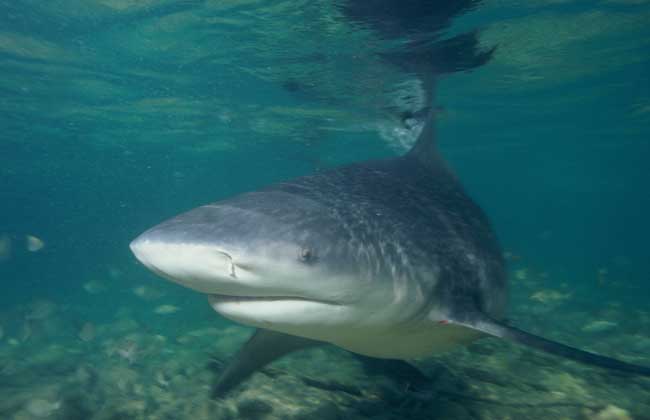 牛鲨别称公牛鲨,公牛白眼鲛,白真鲨等,因其壮硕如牛的外形,阔平的鼻端