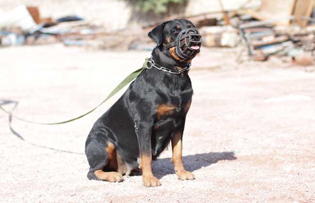 罗威纳犬吃什么狗粮