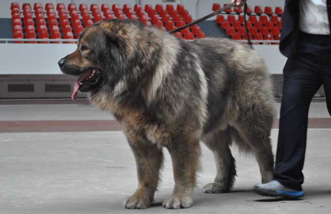 高加索犬战斗力怎么样