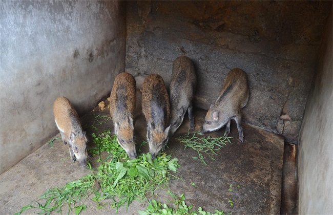 特种野猪 养殖 技术