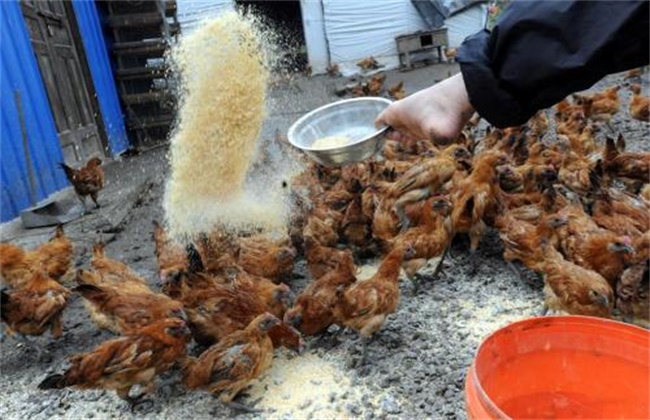 养鸡场饲料浪费原因及应对措施