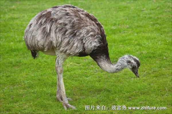 鸵鸟吃什么饲料？