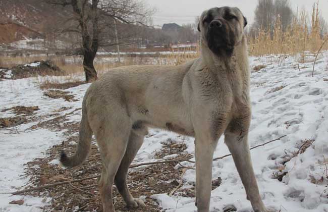 坎高犬