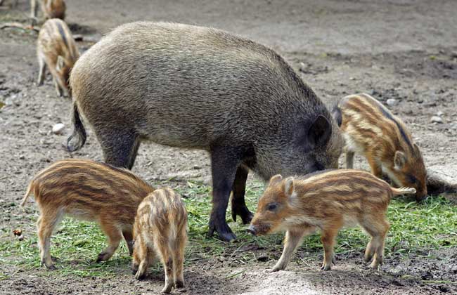 特种野猪养殖常见问题