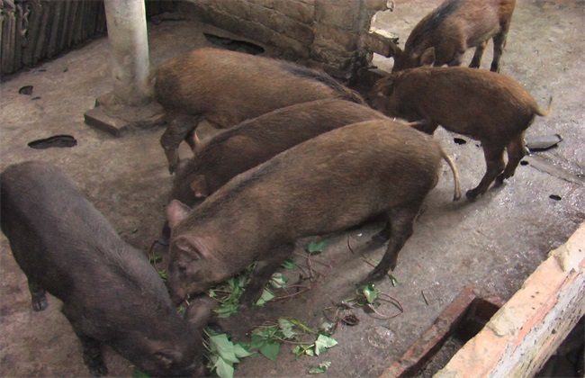 特种野猪 养殖 管理要求