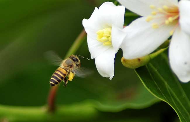 蜜蜂蜂群春季管理方案