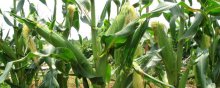 合玉25号玉米种子,适合黑龙江地区种植