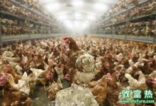 今年入冬又见H7N9禽流感,