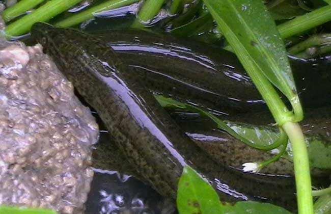 黄鳝水泥池养殖与网箱养殖的比较